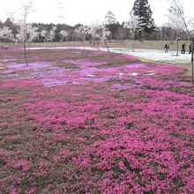 芝桜。