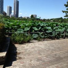 一面のハス池とボート池。そして高層ビル