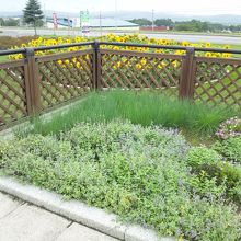 花畑を見て癒されます