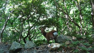 お猿がかわいい