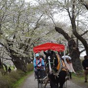 桜のトンネル