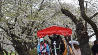 桜のトンネル