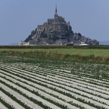 モンサンミッシェルの周辺には畑もたくさんありました。