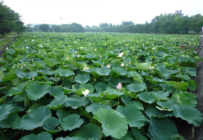 お堀を埋め尽くすハスの群れ