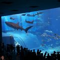 やっぱり美ら海水族館！