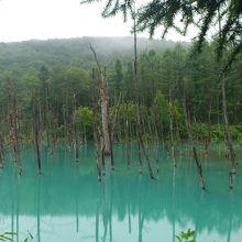 当日は生憎の雨でしたが、雨天でもこの色！　