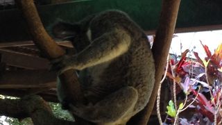 コアラとワニとヘビ抱っこできます