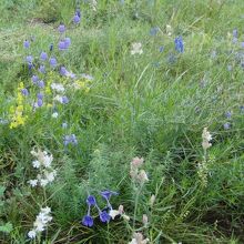 草原はハーブの花畑