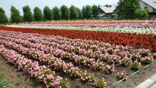 ラベンダーを見に