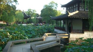 蓮の花が咲く時期がお勧め