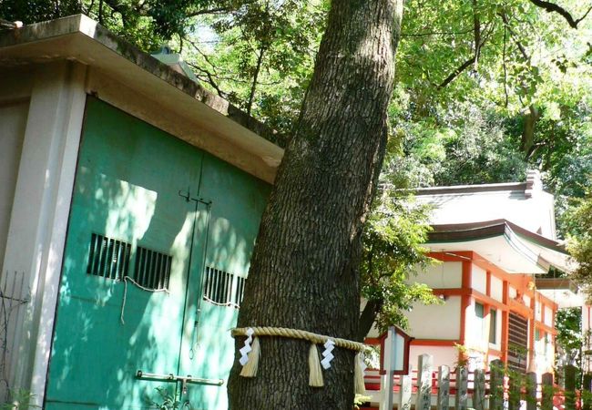 春日神社のシイの社叢