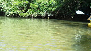 是非カヌーツアーで行ってみてください