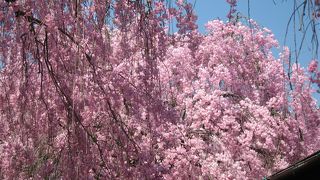 豪華絢爛！ 枝垂れ桜のトンネル