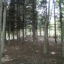 奥に疎林がある公園 By 天然ハスカップ 伏古公園のクチコミ フォートラベル 奥に疎林がある公園 By 天然ハスカップ 伏古公園のクチコミ フォートラベル
