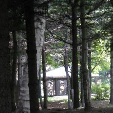 奥に疎林がある公園 By 天然ハスカップ 伏古公園のクチコミ フォートラベル 奥に疎林がある公園 By 天然ハスカップ 伏古公園のクチコミ フォートラベル