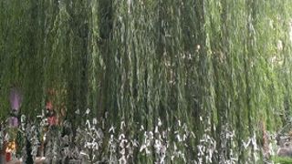 たくさんの鳩がいるまったり空間