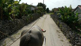 水牛車　竹富島のゆったりした時間