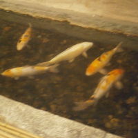 フロント前に錦鯉も