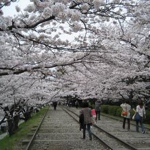 桜がとてもきれい。