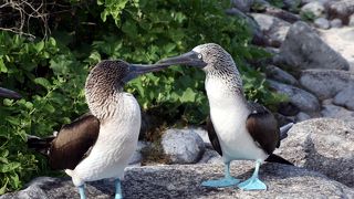 エスパニョーラ島