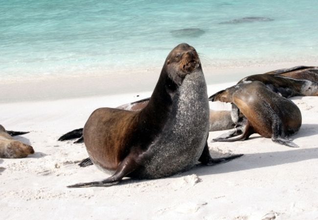 アシカの大コロニーと海水浴場