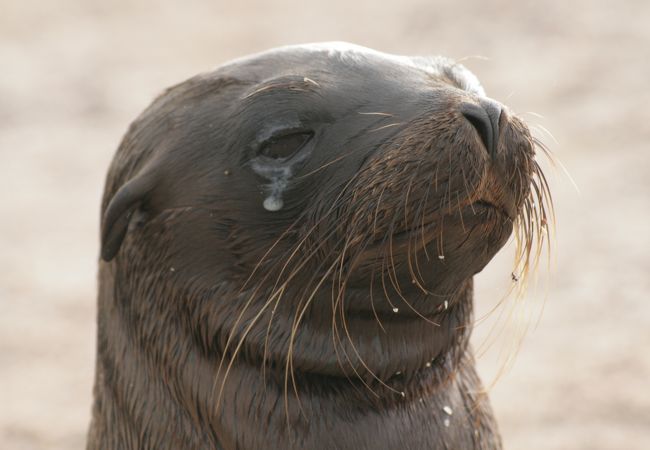 アシカのコロニー