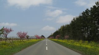 日本とは思えないような広い田園風景