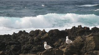 ウミネコが沢山磯で遊んでいました