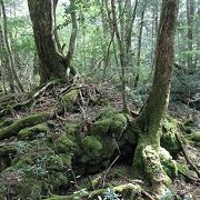 青木ヶ原樹海ネイチャーガイドツアー