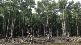 ジャングル？？