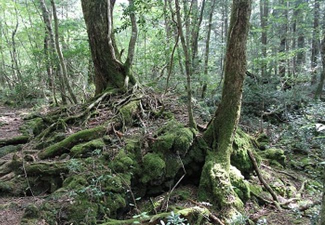 青木ヶ原樹海ネイチャーガイドツアー