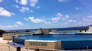 イルカショーは立ち見も出る人気