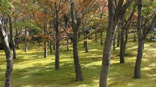 やはり「もみじ」ですね。秋におススメ！