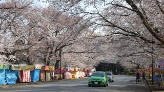 印西の桜の名所です！
