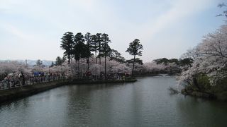 夜桜最高