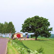 こちらは2009年6月の写真、白樺並み木とのコラボ