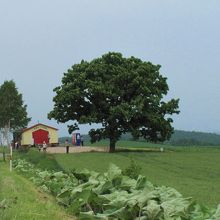 黄色と赤の小屋もアクセントになっています