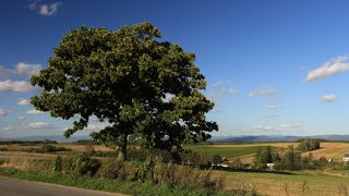 美瑛のシンボルのひとつ