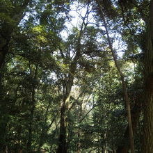 原生林。きれいに手入れされています。