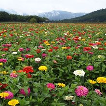 あいにくの天気でも、百日草は美しかった