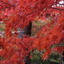 もみじ苑の紅葉