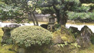 龍石の後ろにある椿です。