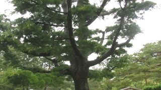 なんと二代目なんだそうです