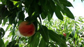 美味しいももをたらふく食べる♪