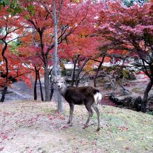 紅葉と鹿