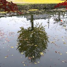 池に写る黄葉（紅葉）