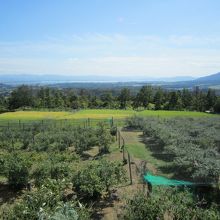 ブルーベリー畑