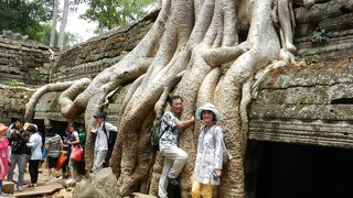 超巨大なガジュマロの根が石造の遺跡を破壊！