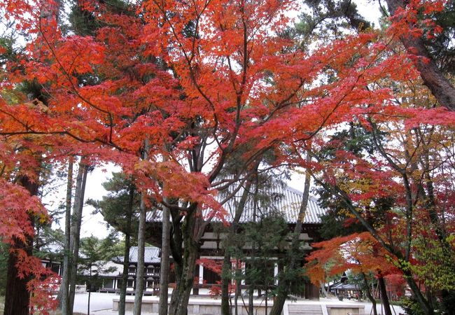 金堂脇の紅葉が美しかった