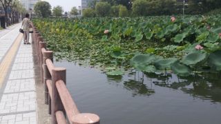 蓮が見ごたえありました。